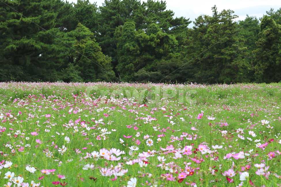꽃,코스모스,코스모스꽃,식물,꽃밭,자연,풍경,국화과,자연,풍경,nature,landscape,outdoors,옥외,grassland,목초지,field,들,farm,농장,rural,농촌,meadow