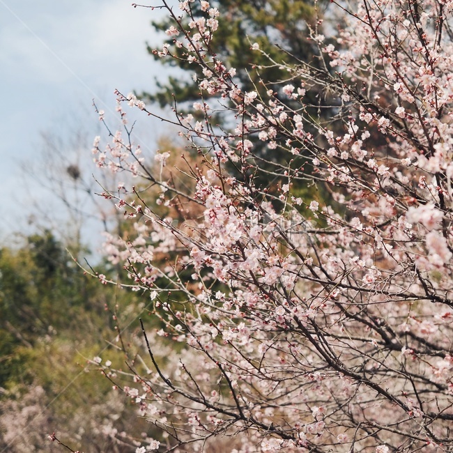 매화,식물,flower,꽃,blossom,plant,식물,자연,plants,nature,꽃,flower