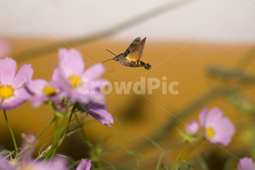 코스모스,박각시,hawkmoth,hawkmoth,cosmos,plant,식물,곤충,insect,곤충,벌레,insect,bug