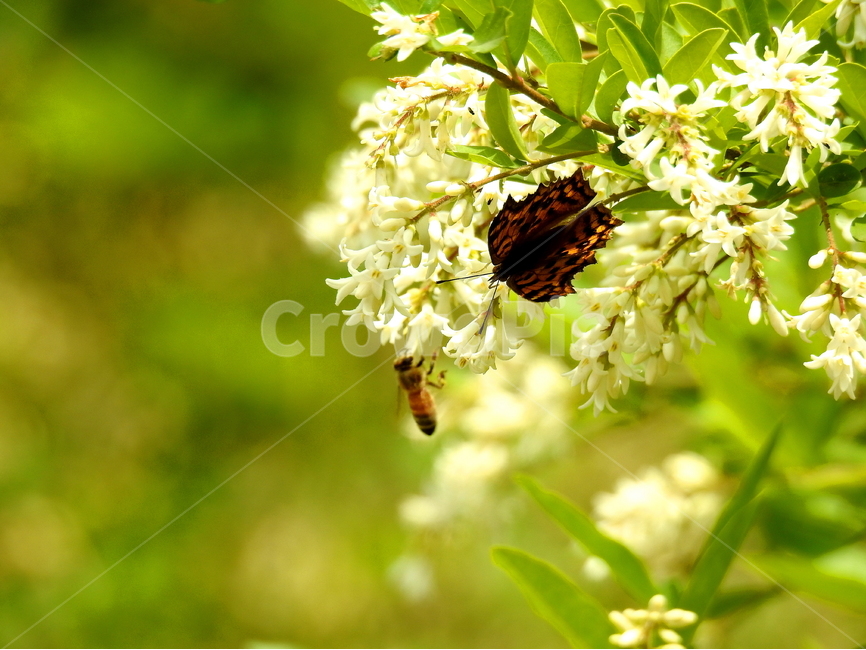 식물,꽃,동물,곤충,나비,벌,식물,자연,plants,nature,꽃,flower,동물,animal,곤충,벌레,insect,bug