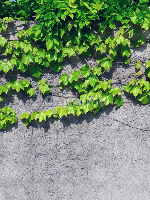 담쟁이,벽,담벼락,덩굴,초록색,여름,골목길,식물,나뭇잎,식물,자연,plants,nature