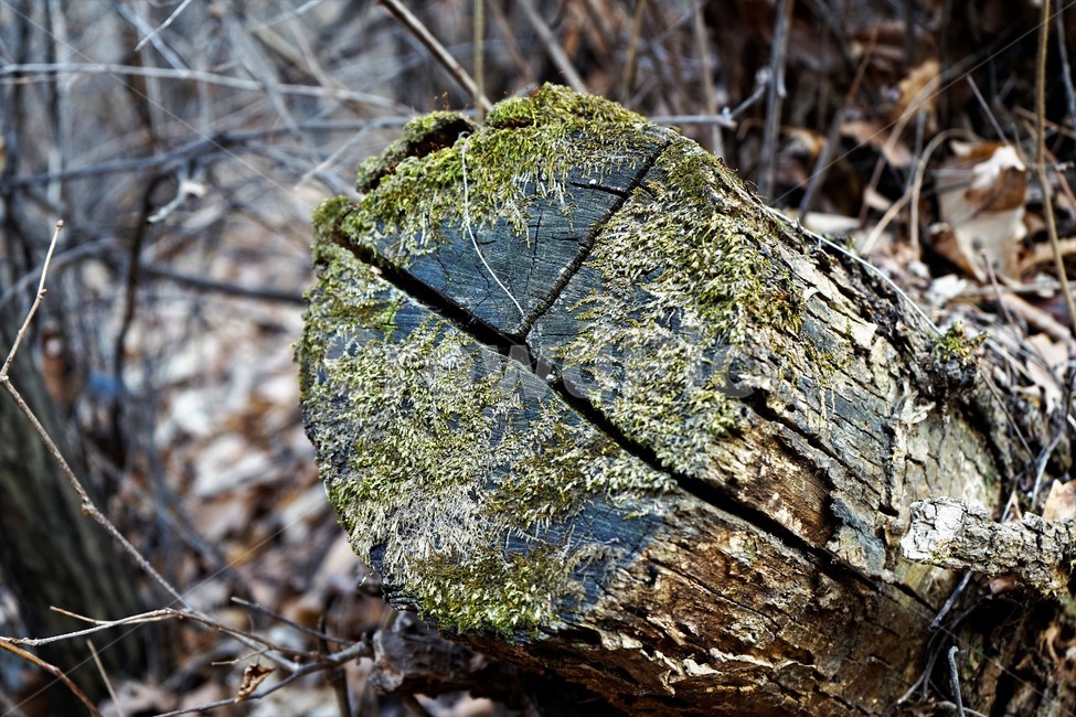 겨울,산,나무,숲,자연,이끼,나무,trees,wood