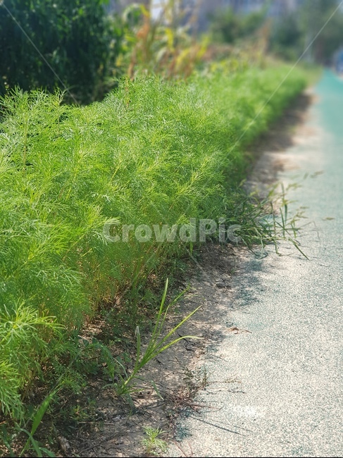 식물,파릇파릇,초록,여름,plant,green,summer