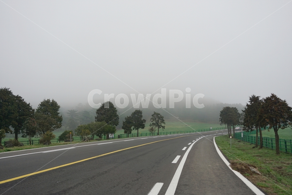 Drive course,trip,journey,jeju,road name,to 516,tree,jeju island,vacation,drive,Fog