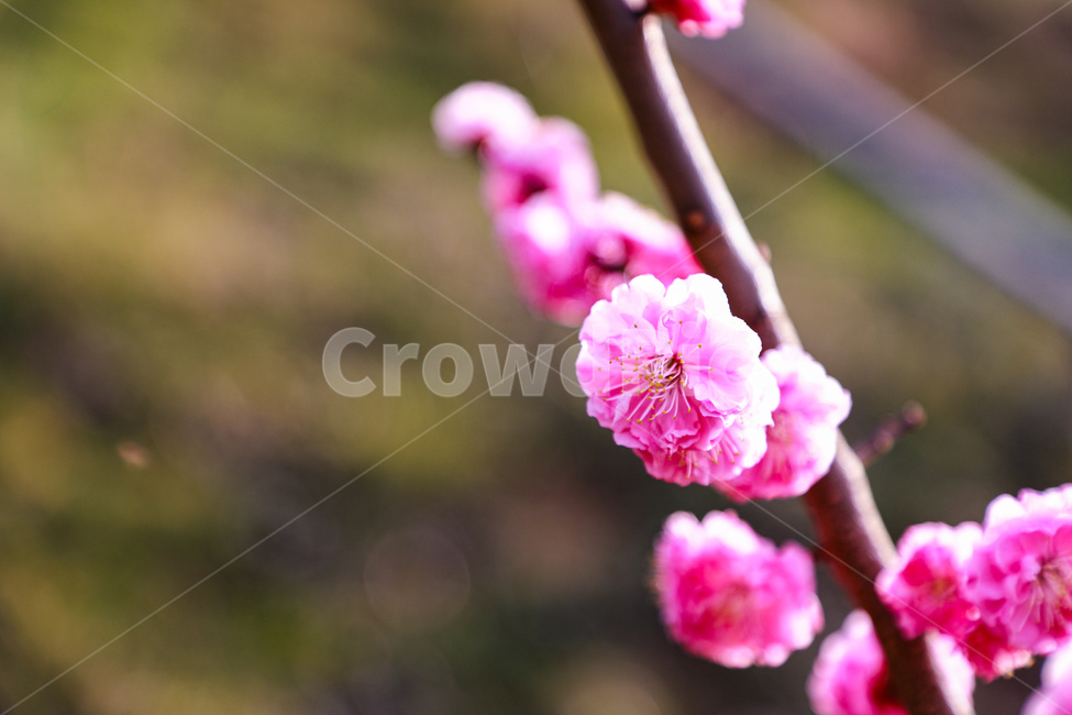 flower,꽃,blossom,봄,핑크,식물,자연,plants,nature,꽃,flower
