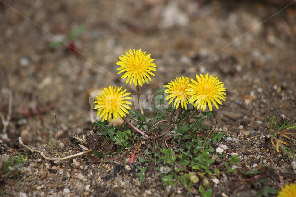 민들레,꽃,봄,taraxacummongolicum,dandleion,식물,자연,plants,nature,꽃,flower