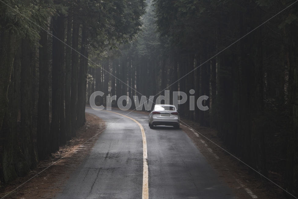 가로수길,삼나무,도로,자동차,메타세콰이어,여행,겨울,낭만,추억,제주도,배경,백그라운드,추희,자연,풍경,nature,landscape,교통,교통수단,traffic,transportation,road,automobile,vehicle,차량,car,차,asphalt,아스팔트,highway,고속도로,freeway,고속 도로