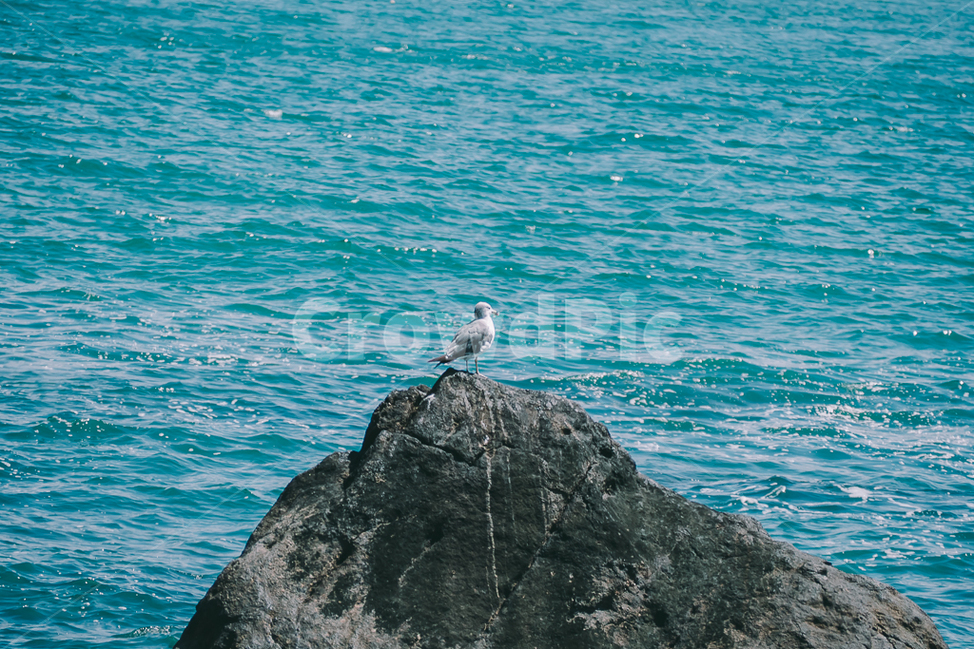 부산,바다,파도,해안,영도,변호인촬영지,갈매기,새,자연,풍경,nature,landscape,동물,animal,조류,새,birds,감성,sensible,feeling,휴식,힐링,rest,relaxation,healing,색깔,색상,색채,색감,color sense,color sensitivity,feeling of color,bird,waterfowl,물새