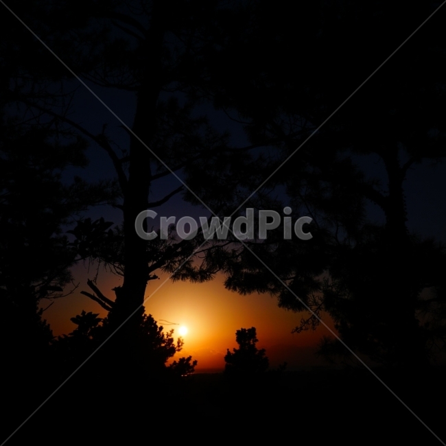 제주도,일출,소나무,희망,자연,식물,자연,plants,nature,나무,trees,wood,실루엣,그림자,silhouette,shadow