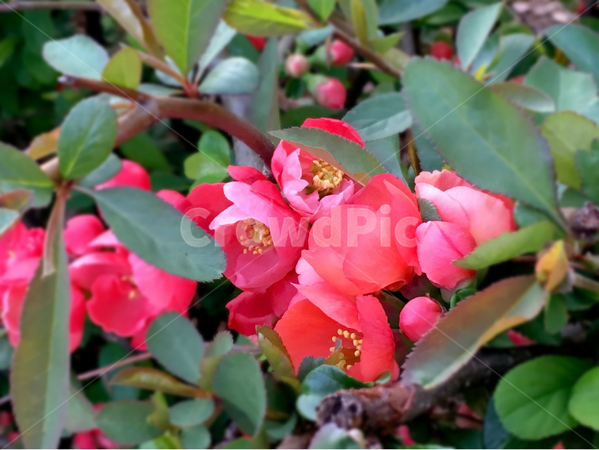 동백꽃,꽃,꽃나무,봄,빨간꽃,자연,야외,공원,봄꽃,nature,flower,spring,red,식물,자연,plants,nature,꽃,flower