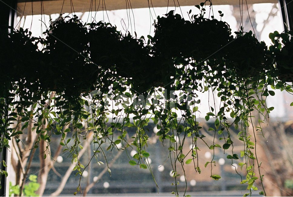 인테리어,화분,카페,장식,식물,식물,자연,plants,nature,실내용화초,화분,화초,house plant,감성,sensible,feeling,인테리어,실내디자인,interior design
