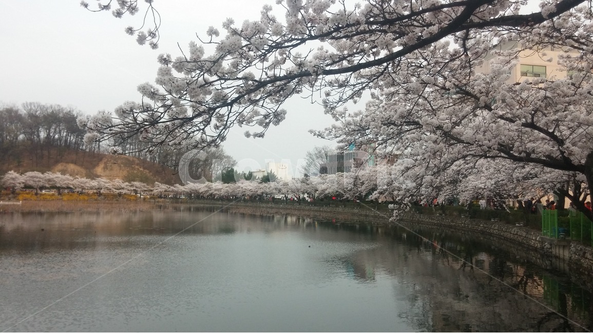 벚꽃,4월,호수,나무,꽃,식물,물,개화,벚꽃나무,만개한벚꽃,봄,계절,연화지벚꽃,날씨,꽃잎,식물,자연,plants,nature,꽃,flower,나무,trees,wood