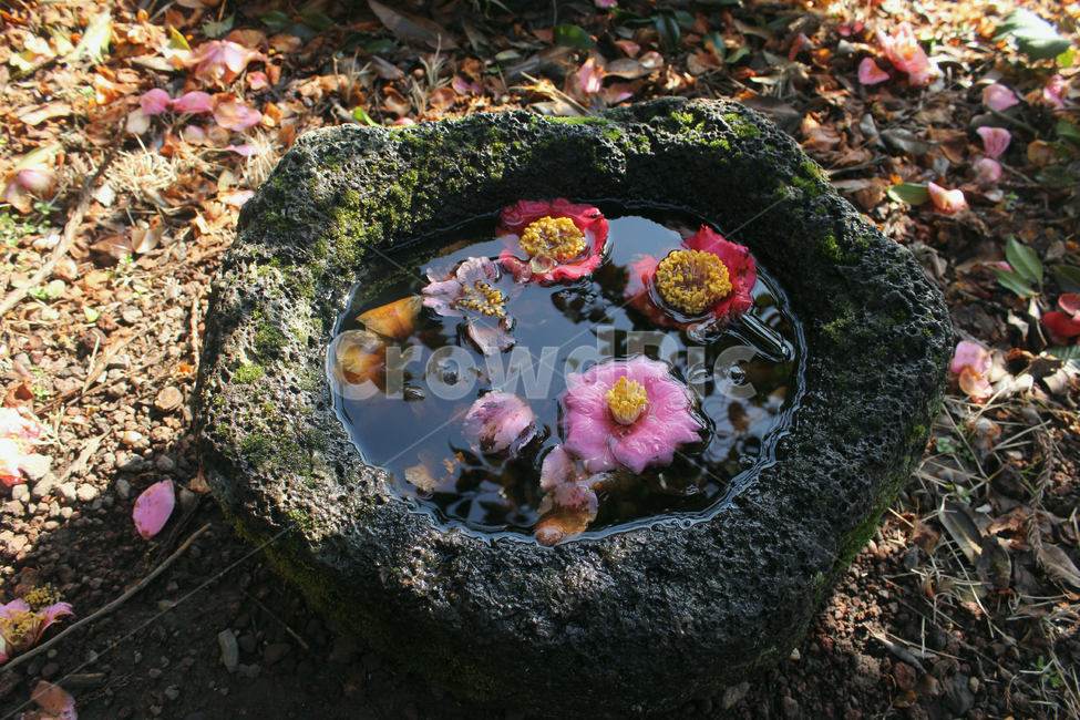 꽃,봄,감성,풍경,분홍,봄꽃,물위,햇빛,자연,꽃,flower