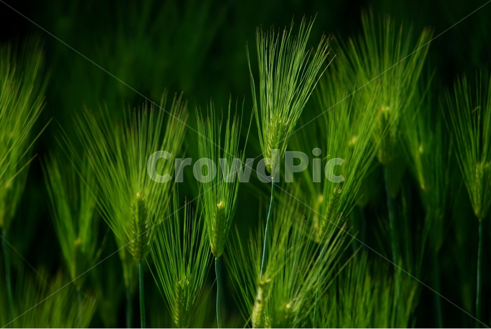 청보리,봄,보리,보리밥,새싹보리,초록,식물,green,대맥