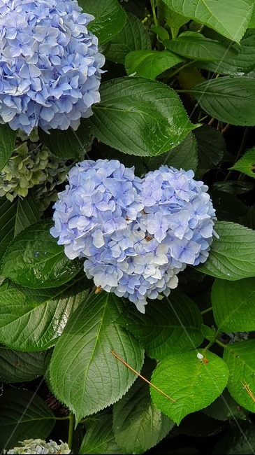 수국,수국축제,하트,plant,식물,flower,꽃,blossom,바이올렛,식물,자연,plants,nature,꽃,flower