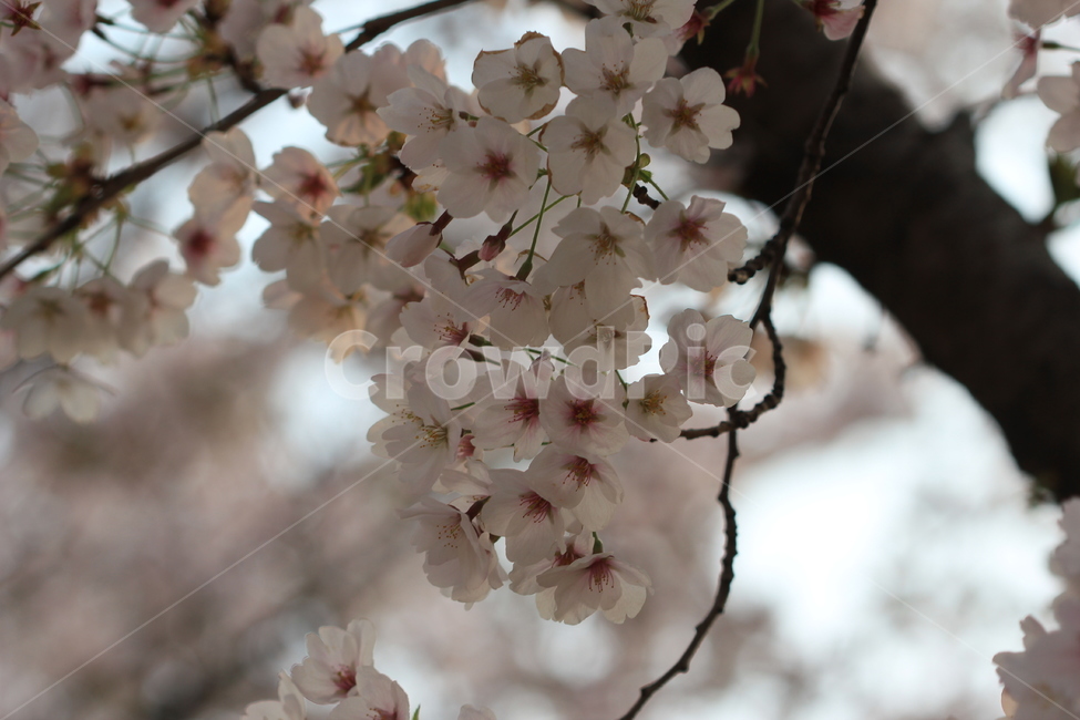꽃,봄,flower,spring,벚꽃,cherryblossoms,봄,계절,spring,season,식물,자연,plants,nature,꽃,flower,plant,blossom,cherry blossom
