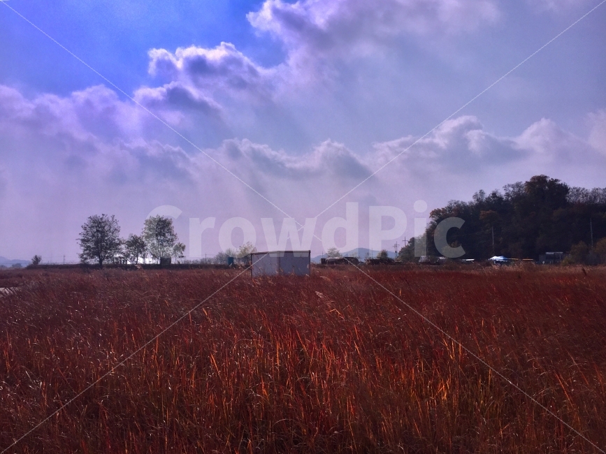 빛내림,구름,하늘,가을,가을하늘,경기도,갈대,붉음,가을,계절,fall,autumn,season,자연,풍경,nature,landscape,outdoors,옥외,grass,잔디,plant,식물
