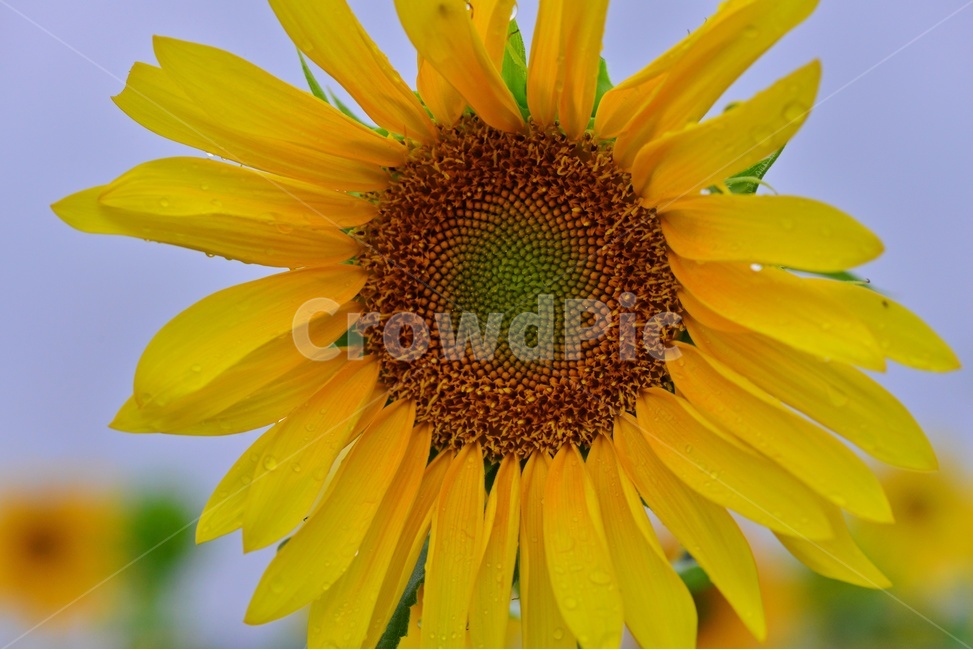 field,들,outdoors,옥외,nature,자연,rural,농촌,farm,농장,학원농장,해바라기,해바라기밭,해바라기꽃,농업,농사,경작,농경