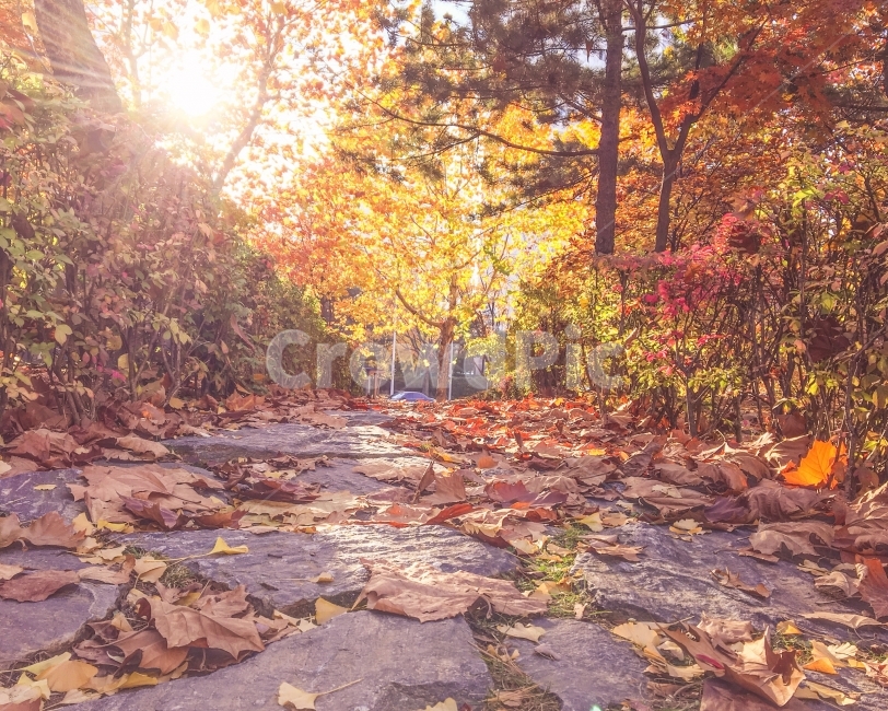 가을풍경,산책로,가을,공원,산책길,노을,낙엽,fall,fallenleaves,trail,autumn,단풍,가을,계절,fall,autumn,season,자연,풍경,nature,landscape,leaf,잎,plant,식물,tree,나무