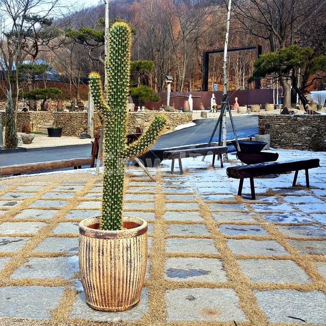 선인장,카페거리,식물,화분,앞마당,자연,풍경,nature,landscape,flagstone,판석,walkway,보도,path,통로