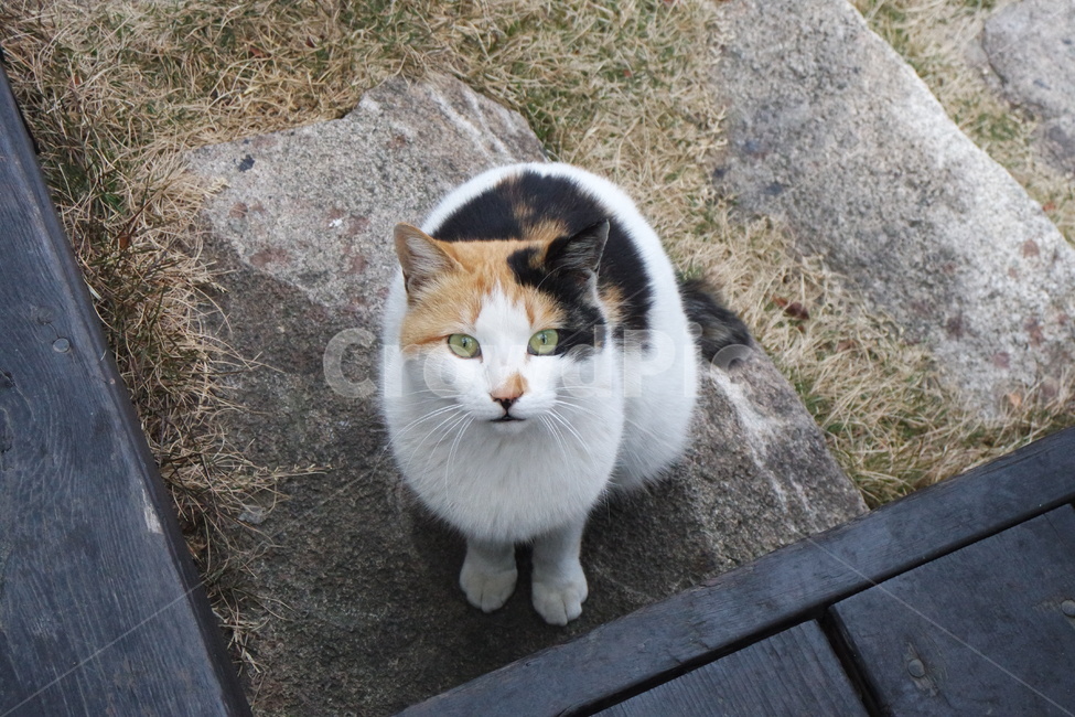 고양이,길고양이,cat,동물,점박이고양이,동물,animal,포유류,mammal,고양이,cat,kitten,kitty