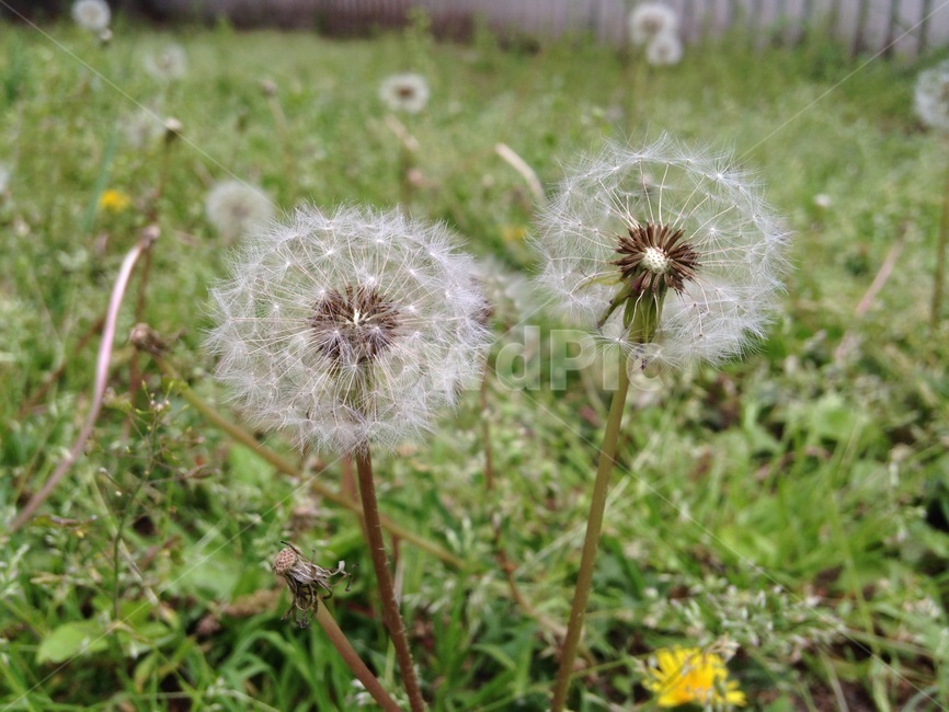 민들레,홀씨,꽃,식물,자연