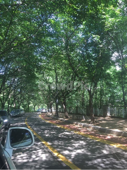 plant,식물,tree,나무,산책,여름