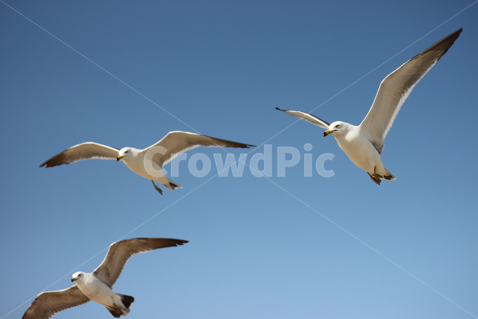 갈매기,비행,seagull,하늘,갈매기때,sky,푸른,맑은