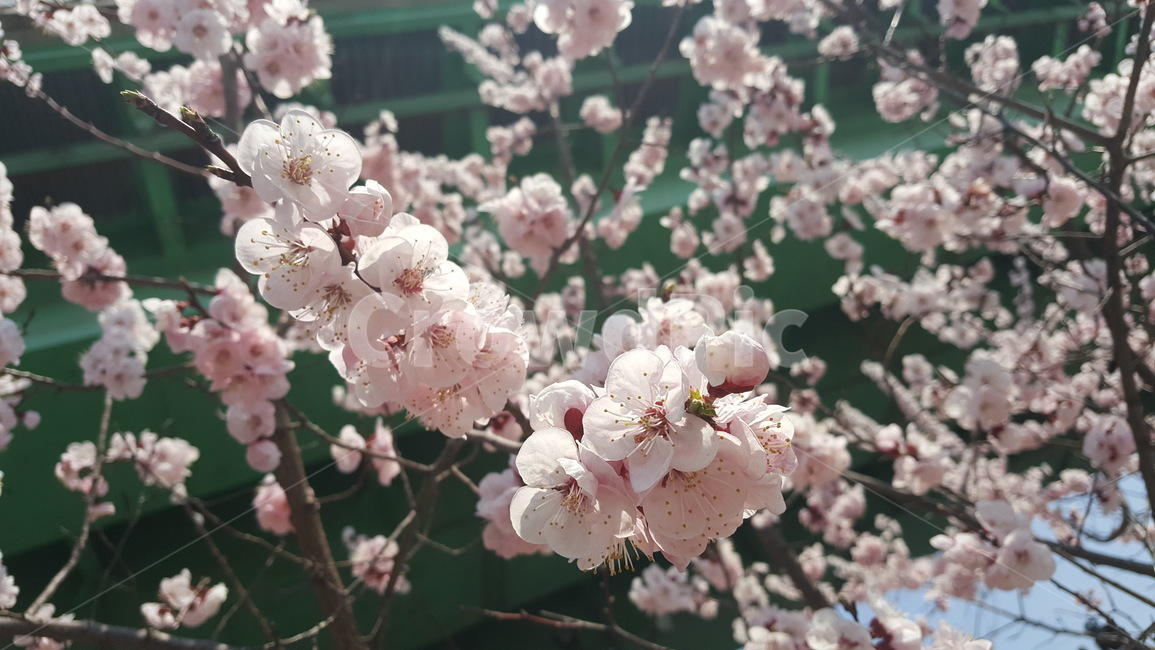 plant,식물,flower,꽃,blossom,자연,분홍꽃,분홍색꽃,pinkflowers,식물,자연,plants,nature,꽃,flower