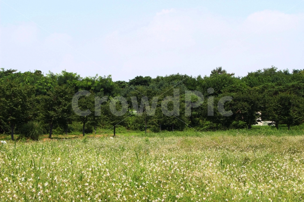 	하늘,나무,식물,자연,야외,공원,정원,풍경,잔디,풀,꽃,자연,풍경,nature,landscape,field,들,grassland,목초지,outdoors,옥외