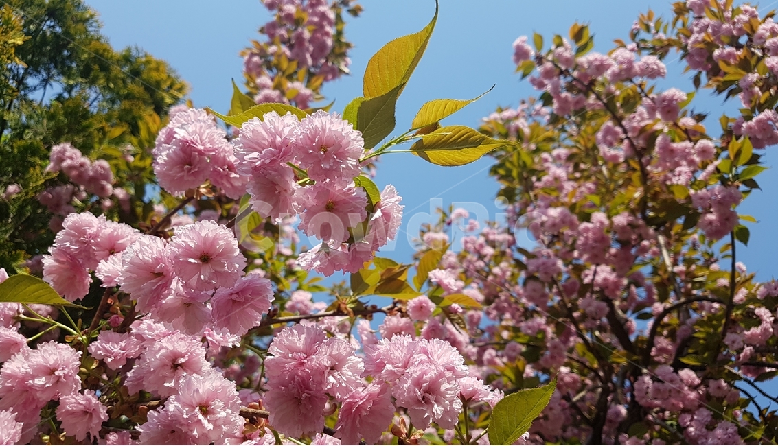 겹벚꽃,벚꽃,봄,꽃,핑크,cherryblossom,분홍,분홍색,자연,flower,flowers,spring,nature,plants,계절,pink,season,식물,왕벚꽃,꽃잎,봄,계절,spring,season,식물,자연,plants,nature,꽃,flower,plant