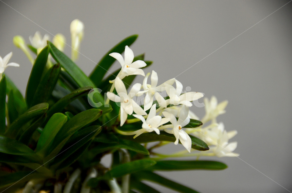 풍란,風蘭,난초,야생란,꽃,식물,자연,plants,nature,꽃,flower