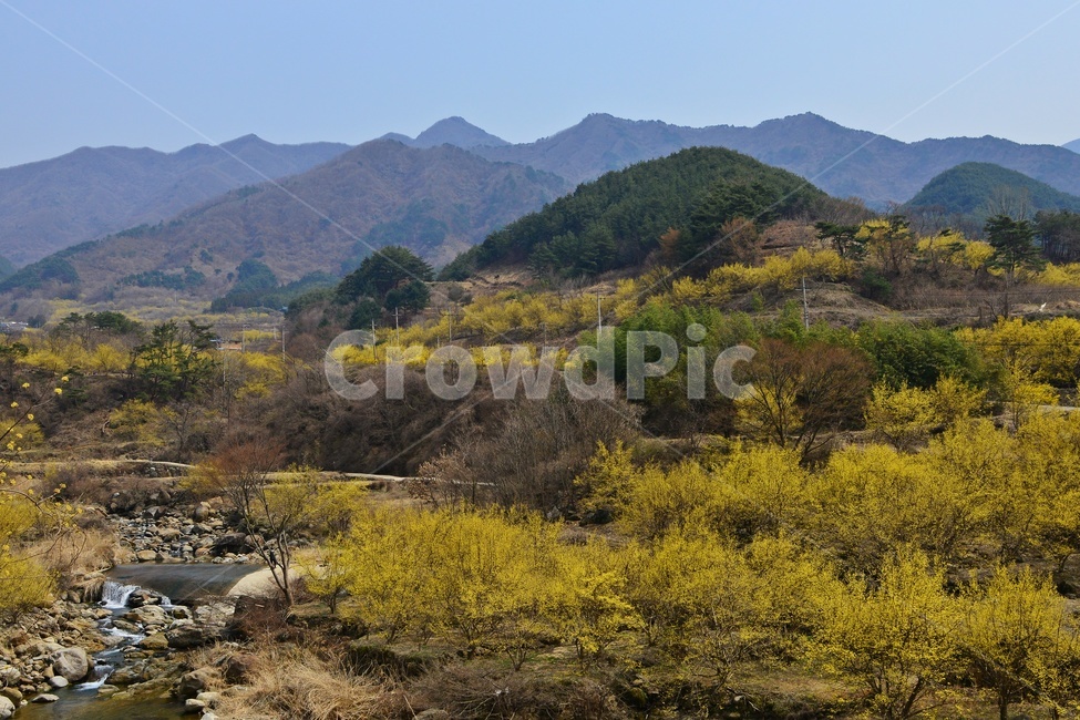 전남,구례,산동,산수유마을,산동산수유마을,산수유,산수유꽃,봄꽃,봄,계절,노랑꽃,nature,자연,outdoors,옥외,자연,풍경,nature,landscape