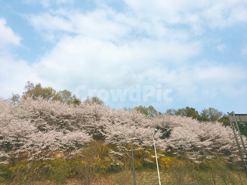 나무,풍경,노을,꽃,구름