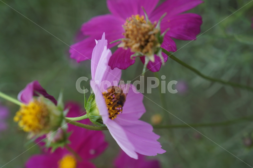 꽃,식물,벌,코스모스,bee,flower,꿀벌,접사,출사