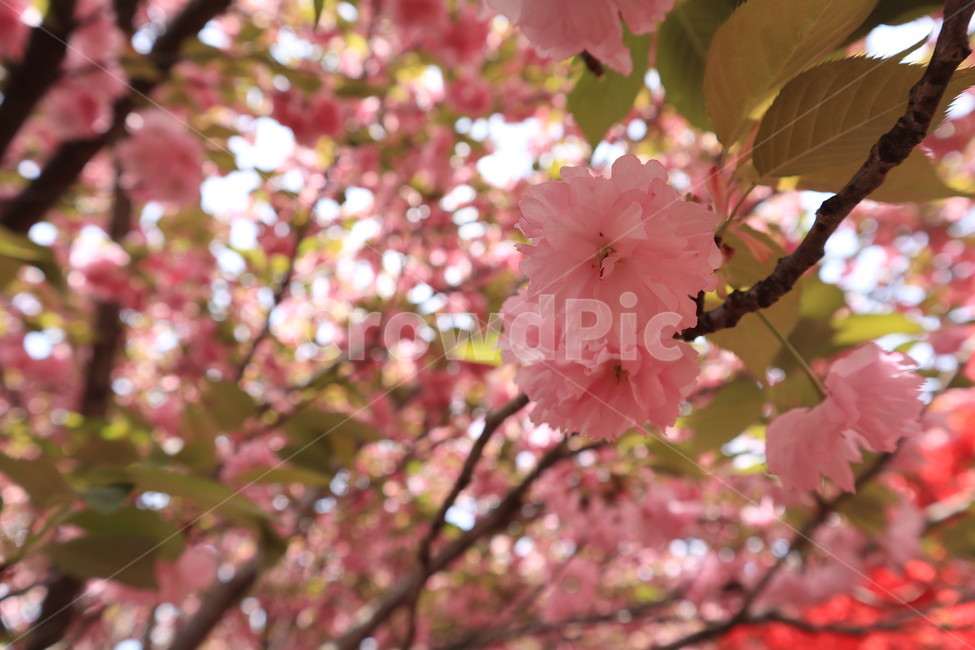 겹벚꽃,벚꽃,봄,분홍색,꽃,자연,spring,식물,식물,자연,plants,nature,꽃,flower