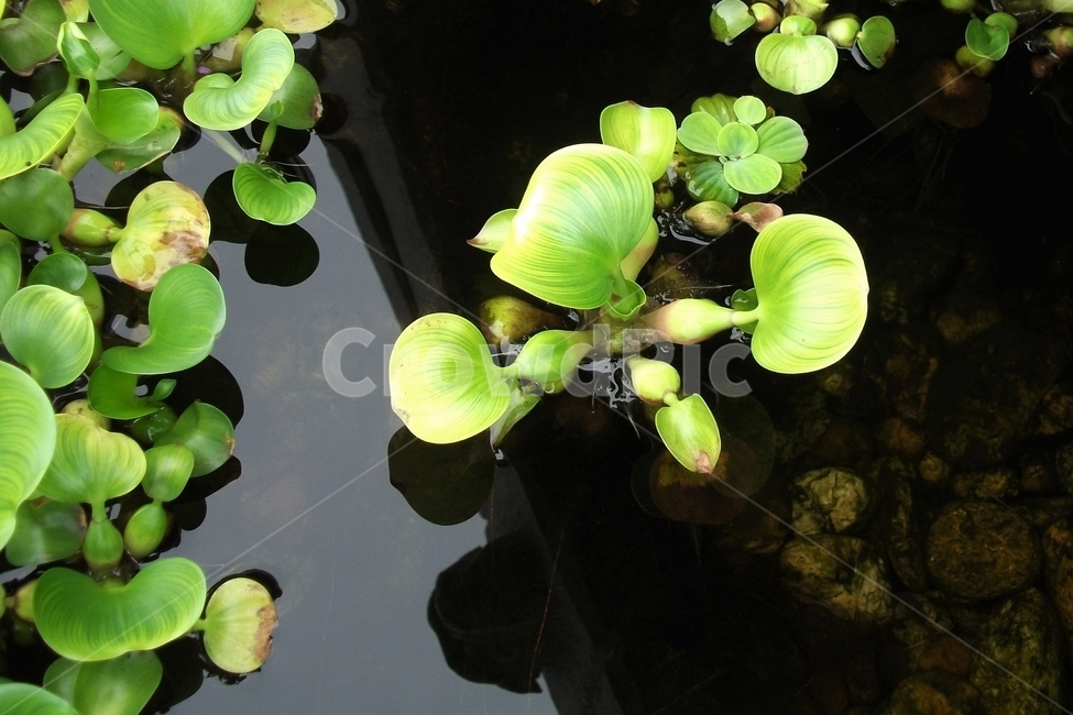부레옥잠,물,수변식물,부초,waterhyacinth,히아신스,식물,정화식물,식물,자연,plants,nature