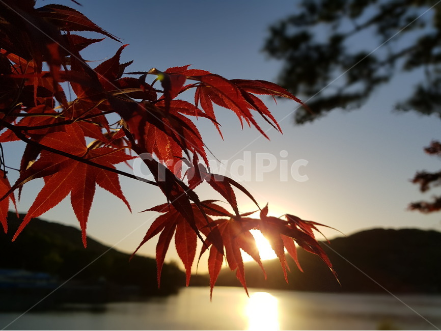 단풍,노을,저녁,해질녘,저수지,느낌,가을,계절,fall,autumn,season,식물,자연,plants,nature,leaf,잎,plant,tree,나무