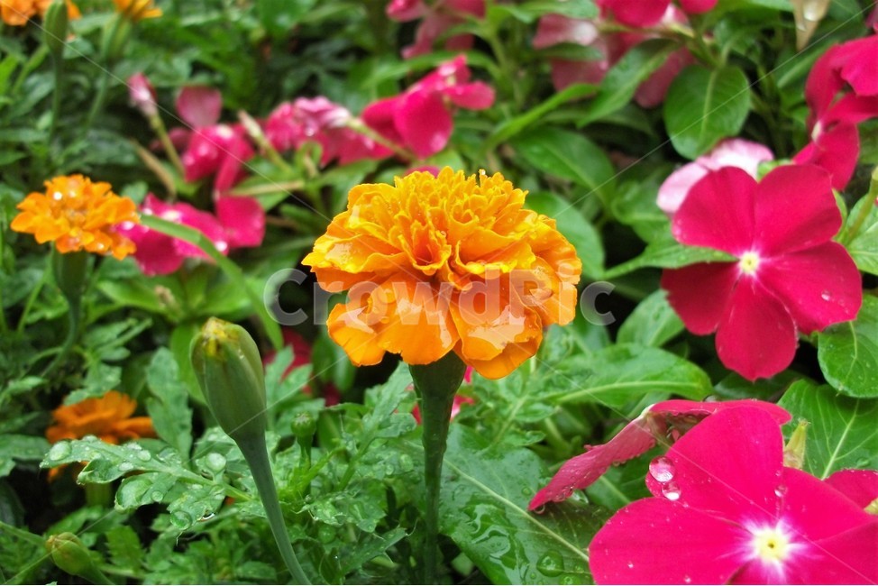 꽃,아름다움,비,물방울,자연,싱그러움,flower,rain,fresh,beautiful,plant,식물,자연,plants,nature,꽃,flower