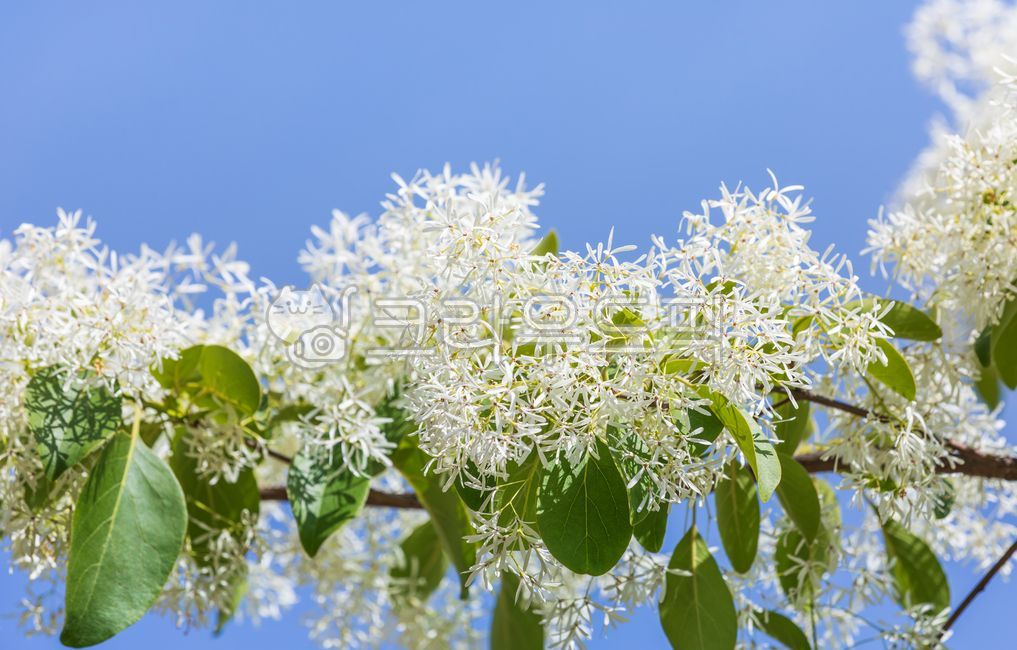 sunshine,spring,chionanthusretusus,petal,Ash family,white,leaves,Ipop tree flower,plants,broadleaf tall tree,oleaceae,chinesefringetree,fringetrees,sky,pop tree,green,nature,leaf,flower,outdoor,chionanthus,warm,sunlight,White,blue,plant,ornamentaltree,Ipo