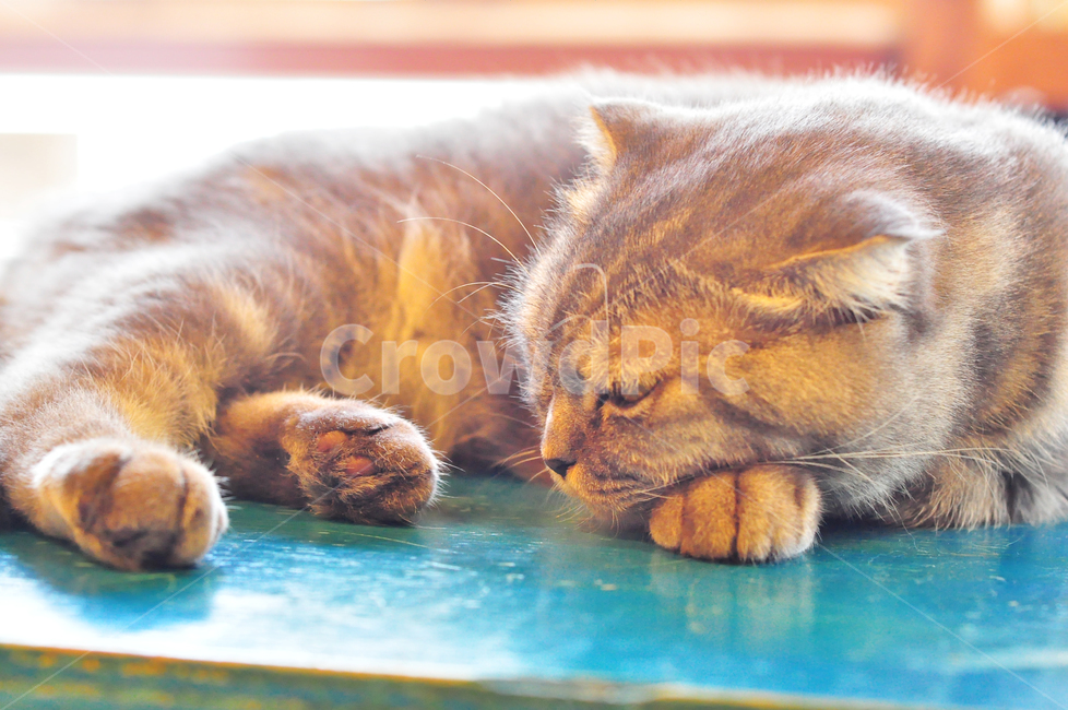 고양이,cat,고양이카페,귀여움,동물,동물,animal,포유류,mammal,고양이,cat,kitten,kitty