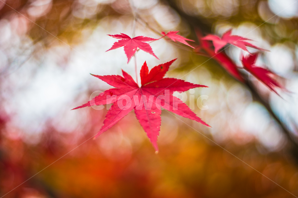 단풍나무,단풍,나무,식물,가을,계절,노랑,tree,plant,landscape,fall,leaf,단풍잎,season,autumn,잎,maple,가을,계절,fall,autumn,season,식물,자연,plants,nature