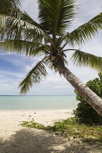 바다,여름,사이판,마이크로비치,야자수,해변,sea,holiday,tropical,summer,saipan,microbeach,해외,abroad,vacation,휴가,휴양지,자연,nature,방학,해변,바다,beach,sea