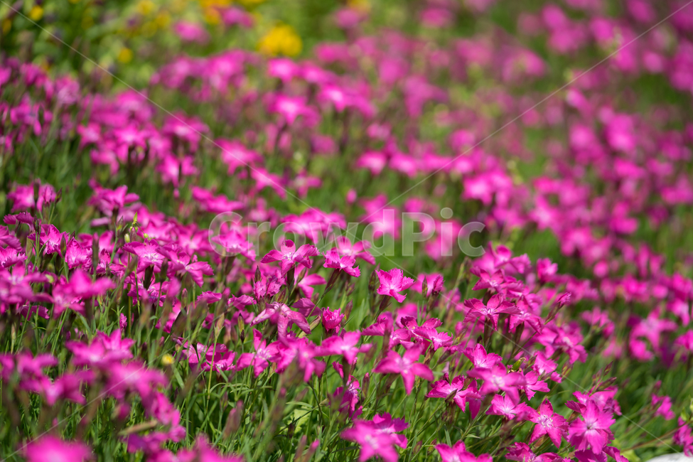 야생화,별꽃,꽃,봄꽃,봄,식물,자연,근접,상록패랭이,식물,자연,plants,nature,꽃,flower