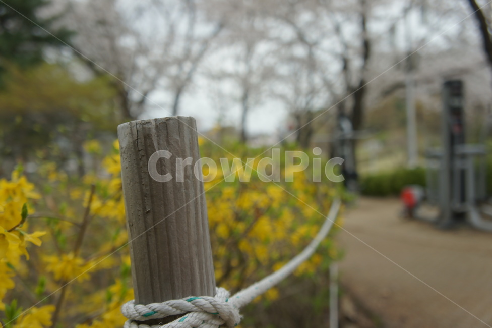 식물,plant,개나리,벚꽃,나무,식물,자연,plants,nature,꽃,flower