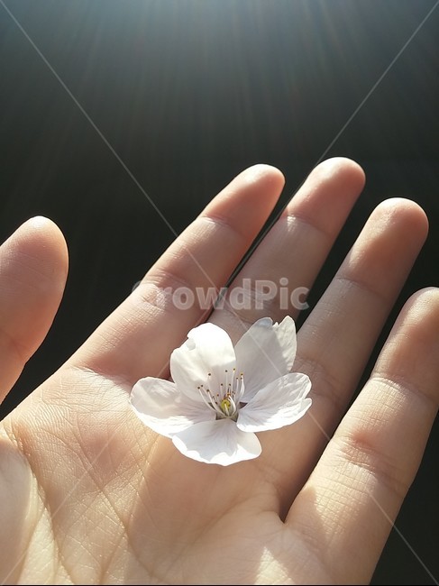 벚꽃,손,꽃,flower,cherryblossom,봄,계절,spring,season