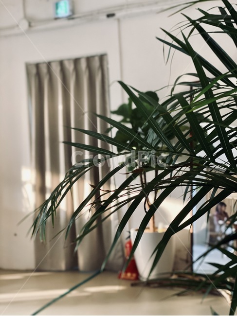 식물,plant,카페,빛,햇빛