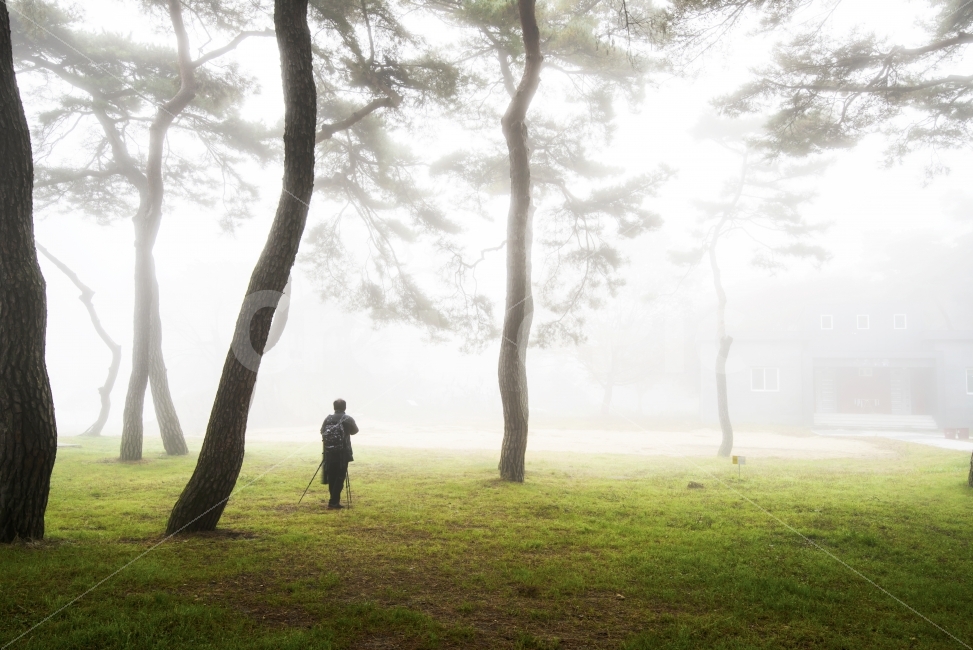 풍경,안개,솔밭,소나무,아침,landscape,송호리,사람,인물,인간,human,person,사진작가,포토그래퍼,photographer