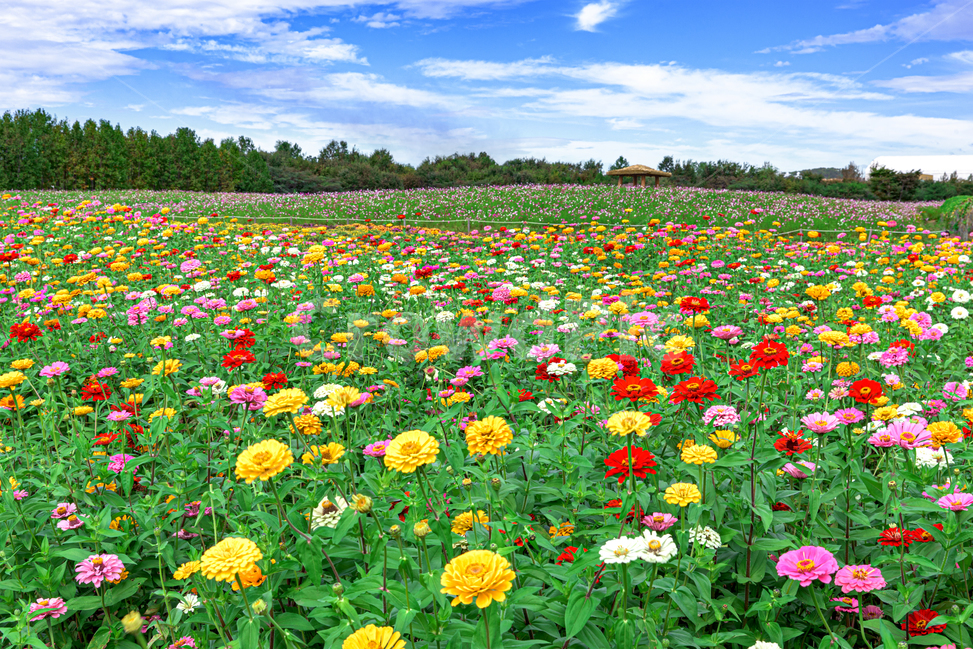 백일홍,bluesky,field,들,grassland,outdoors,옥외,nature,자연,farm,농장,countryside,한지방,목초지,meadow,농촌,rural