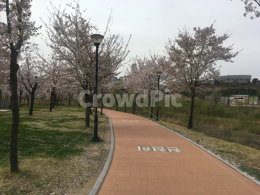벚꽃,산책로,road,꽃,나무,자연